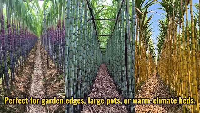 Amazon.com : 20 Sugar Cane Plants Live Cuttings, 2-3 Nodes Ready